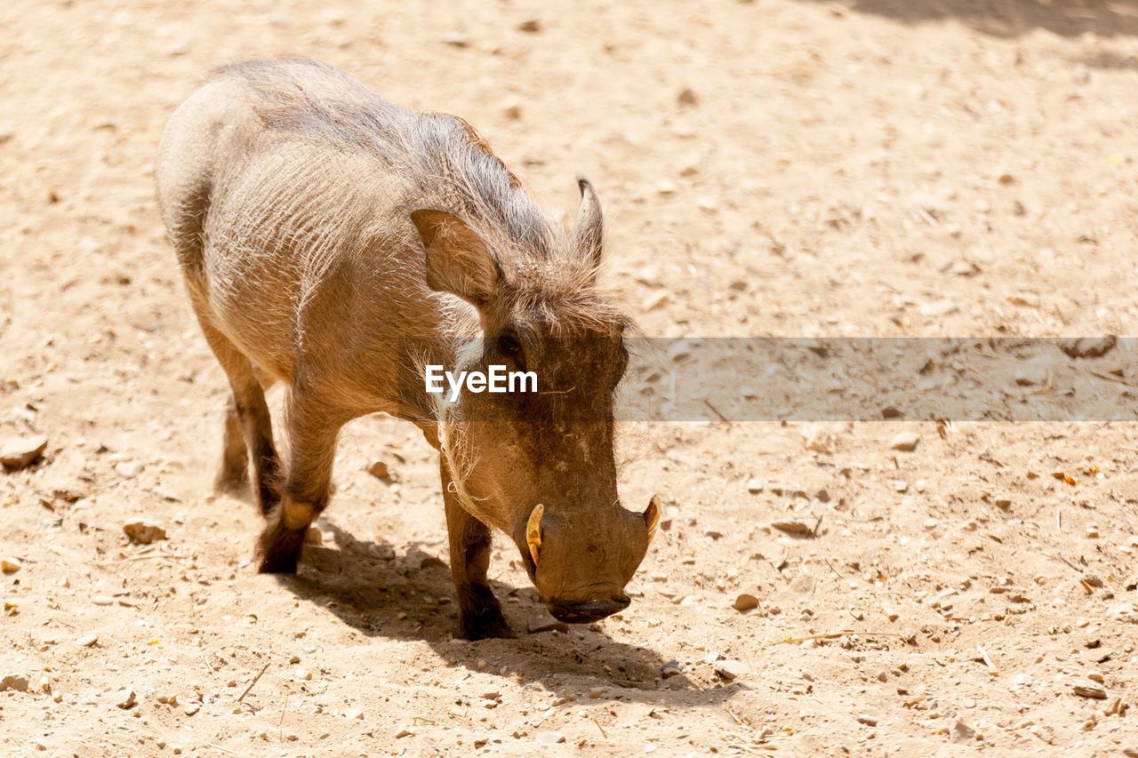 Warthog standing in a field