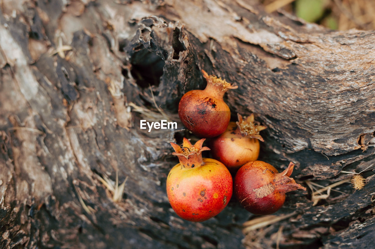 CLOSE-UP OF APPLES