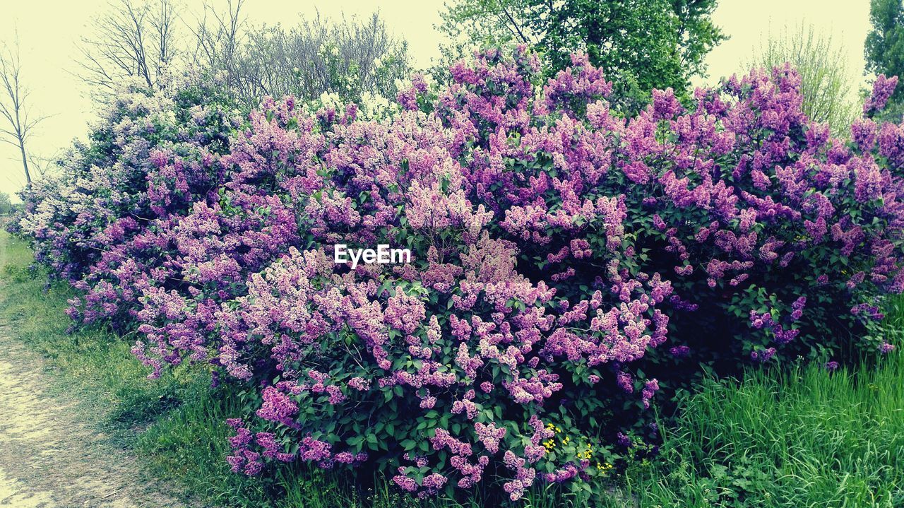 PINK FLOWERS BLOOMING ON TREE