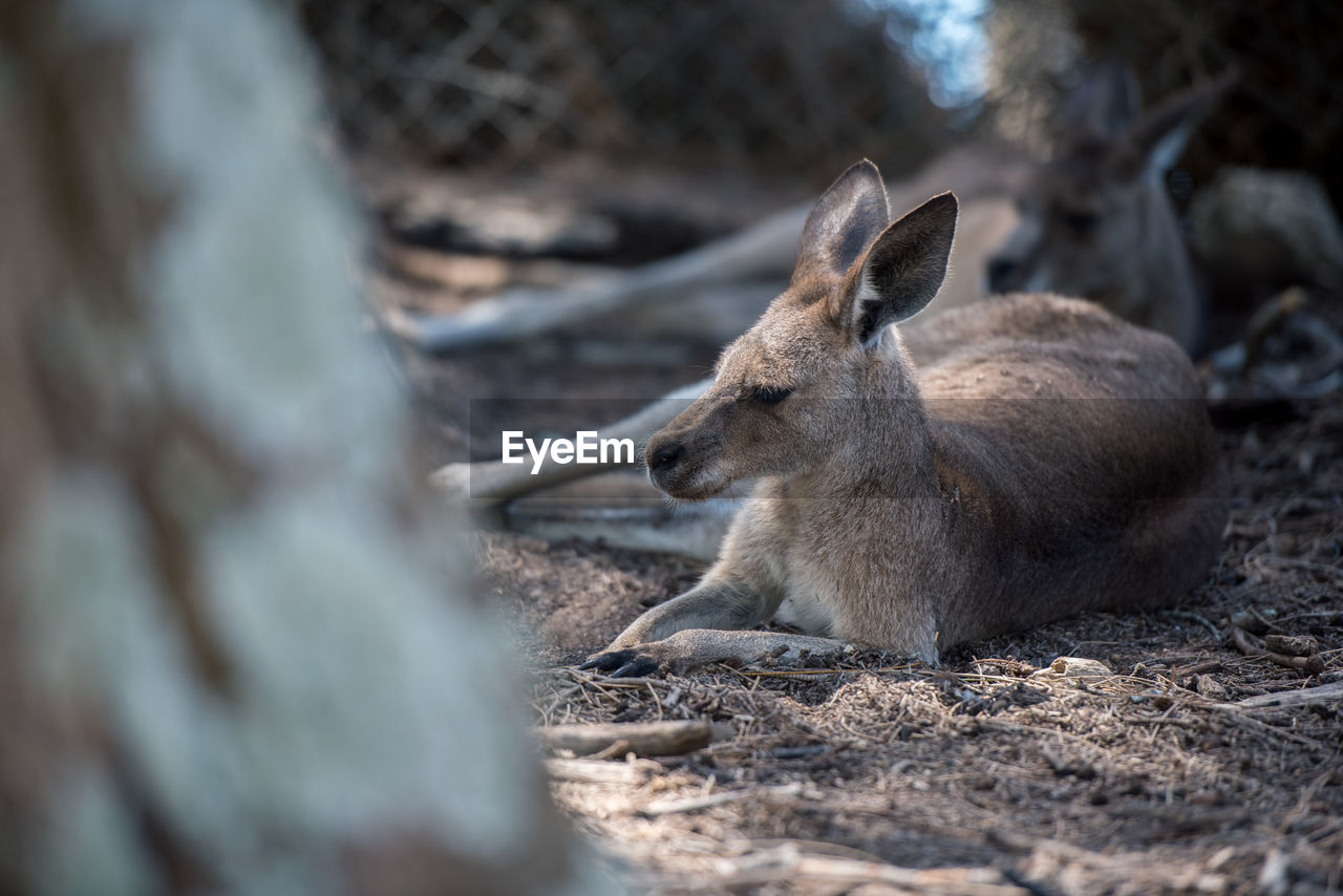 DEER RELAXING ON FIELD