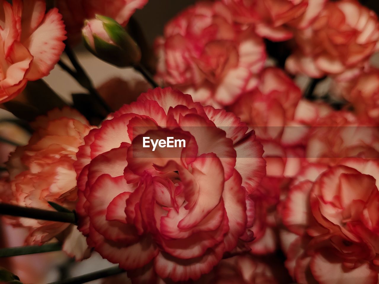 flower, plant, flowering plant, beauty in nature, pink, freshness, red, petal, close-up, fragility, flower head, nature, inflorescence, floristry, no people, growth, rose, blossom, macro photography, bouquet, springtime, selective focus, indoors, focus on foreground, floral design