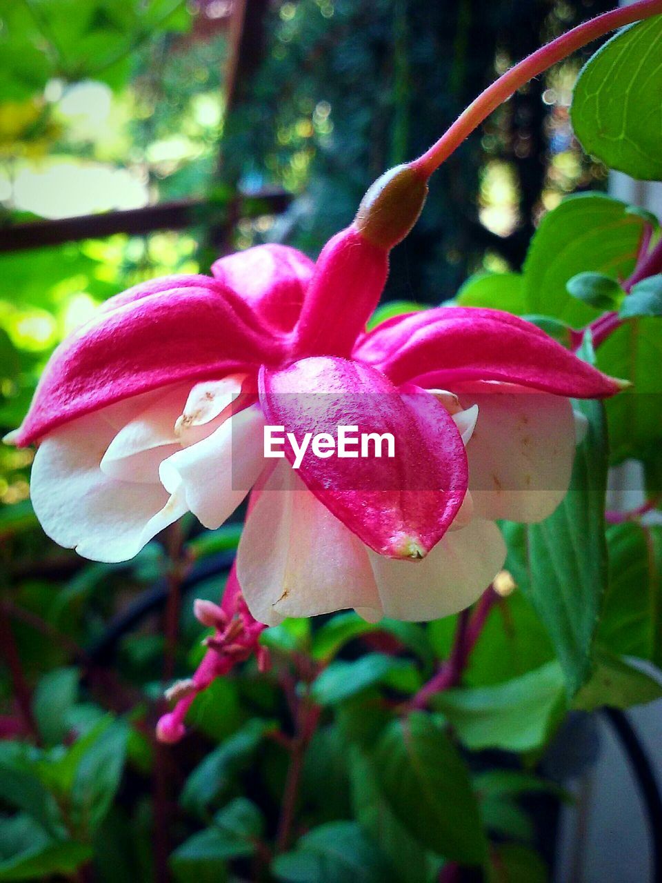 Close-up of flowers against blurred background