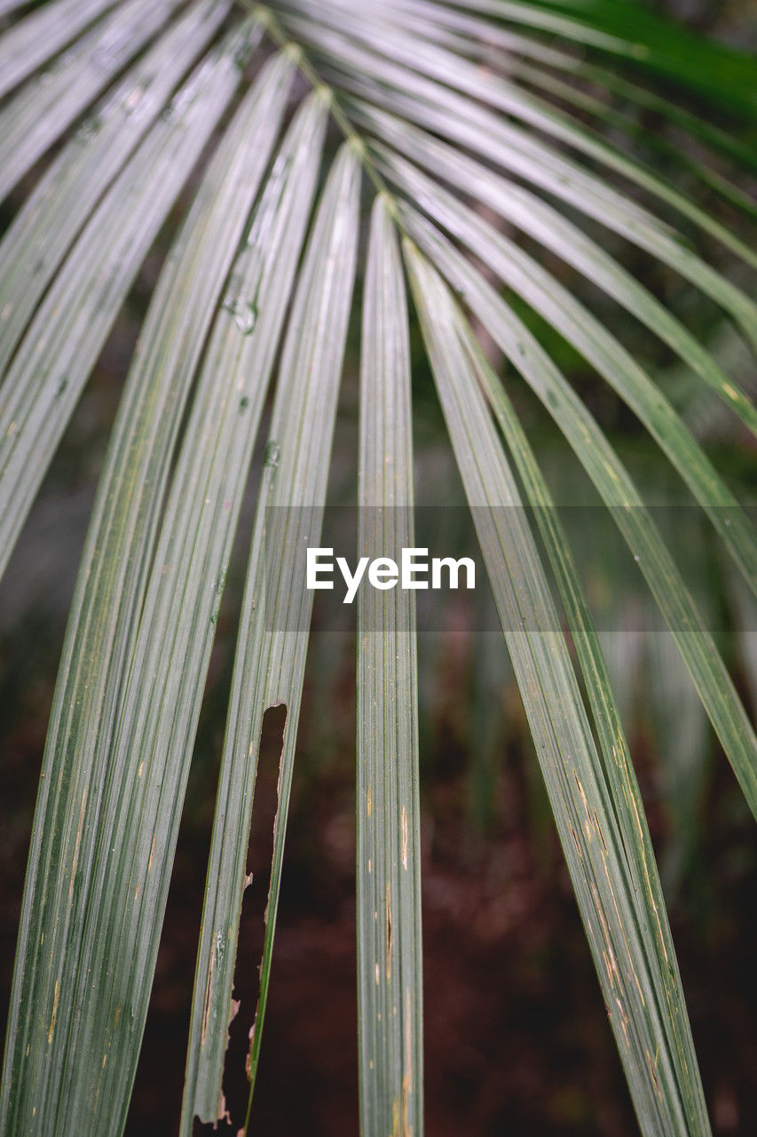 plant, leaf, growth, tree, close-up, nature, palm tree, plant part, no people, beauty in nature, green, palm leaf, branch, tropical climate, grass, flower, plant stem, focus on foreground, outdoors, day, freshness, botany, backgrounds, macro photography, tranquility