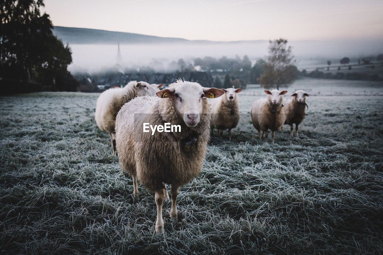 Sheep standing on grassy field