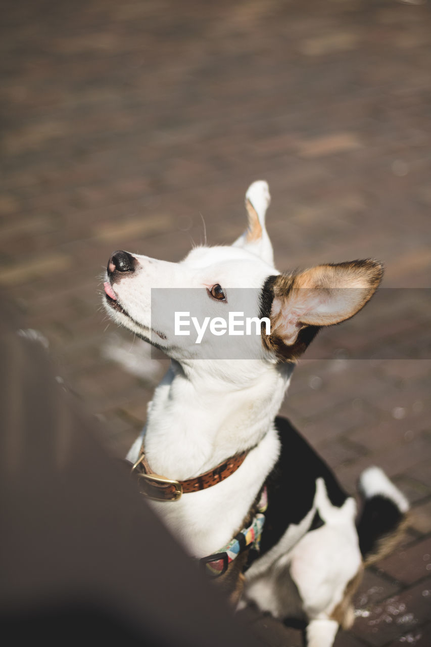 HIGH ANGLE VIEW OF DOG