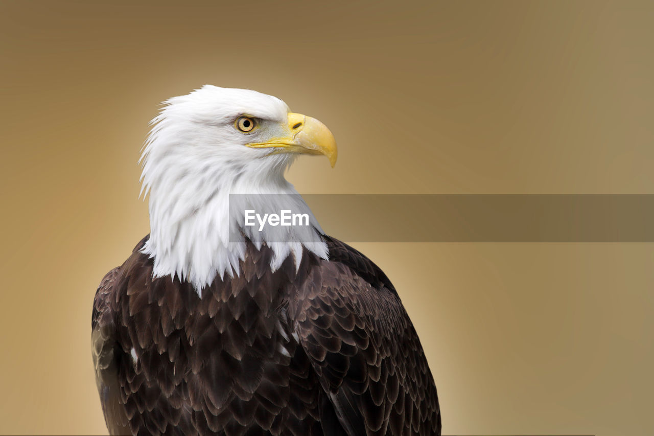 CLOSE-UP OF AN EAGLE AGAINST WHITE BACKGROUND