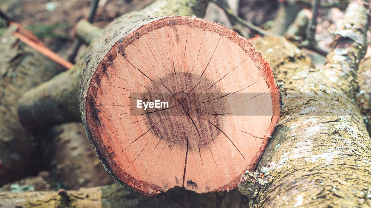 Close-up of tree stump in forest