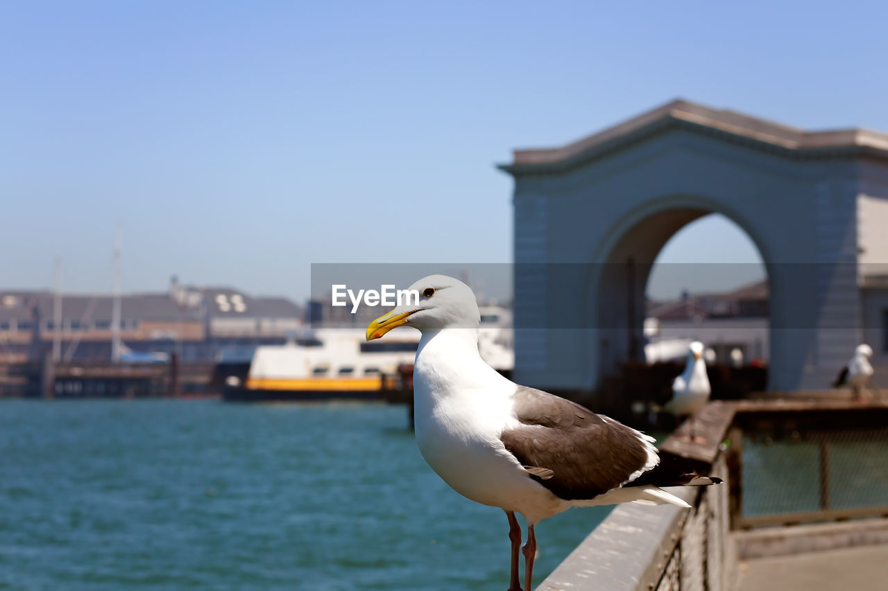 Seagull perching on a sea against clear sky