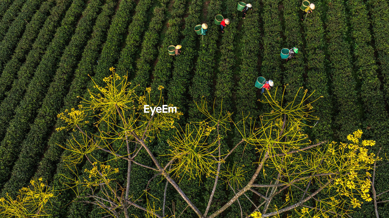 low angle view of flowering plants