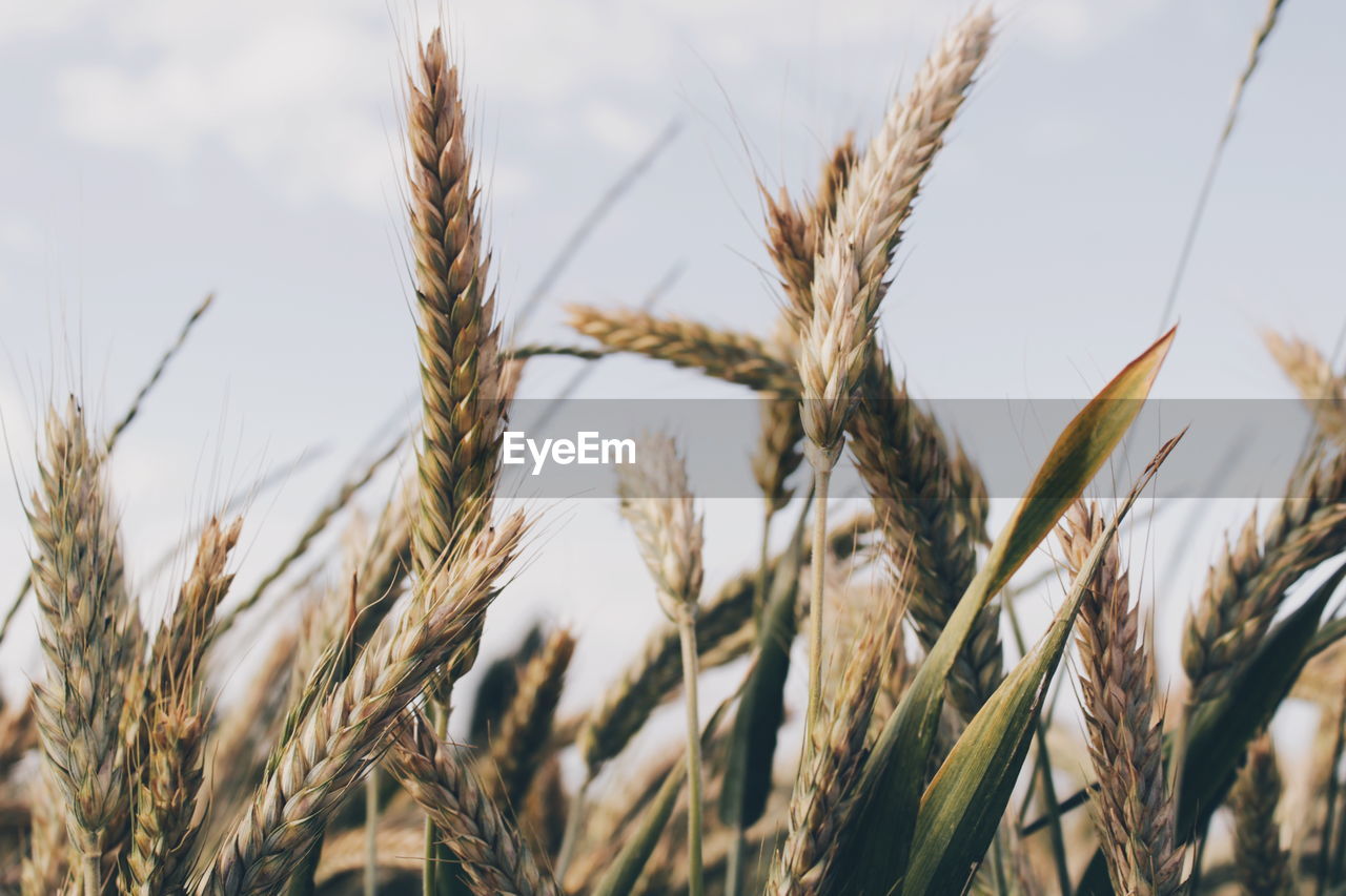 Close-up of wheat growing on field against sky