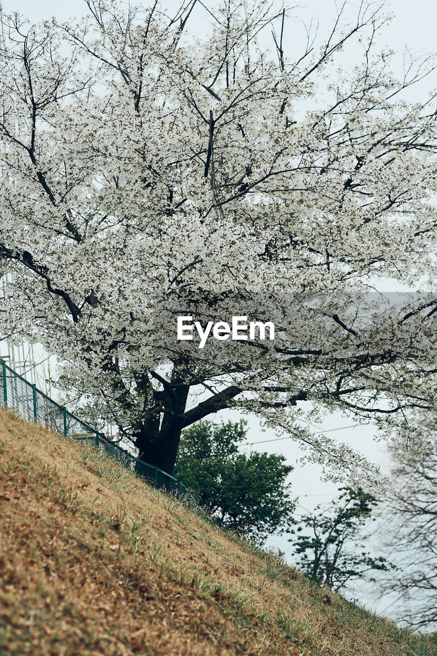 CHERRY BLOSSOMS IN SPRING