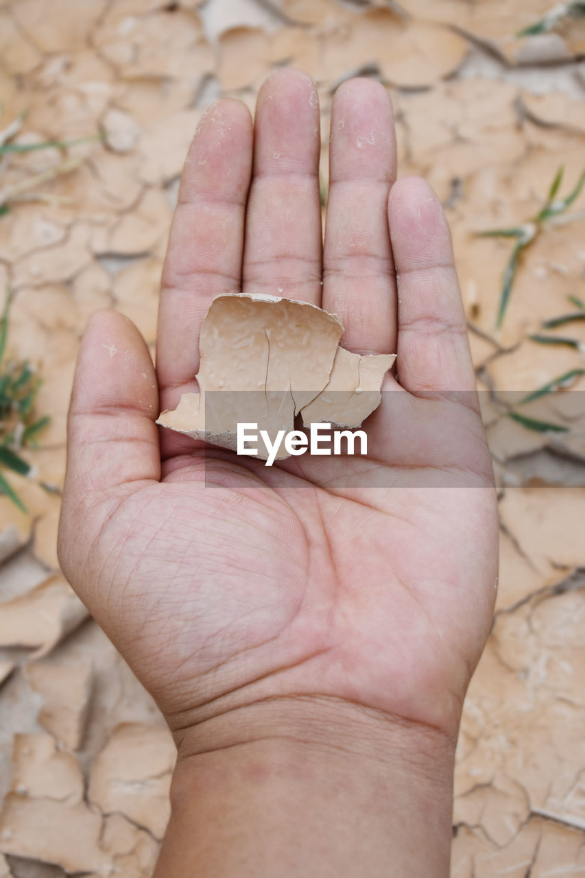 hand, one person, finger, holding, close-up, nature, land, high angle view, palm, day, sand, outdoors, limb, soil, wood, personal perspective, focus on foreground
