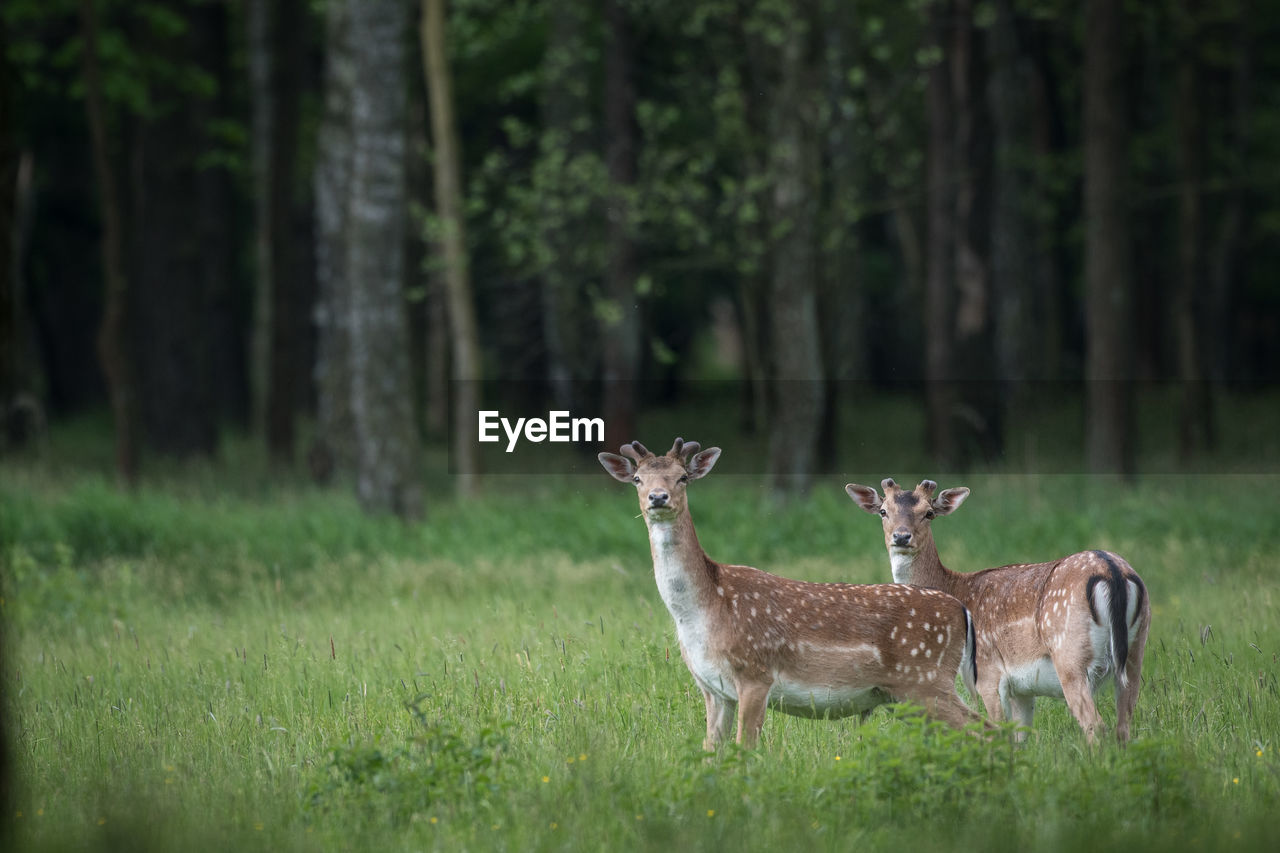 Portrait of deer standing on grassy land in forest