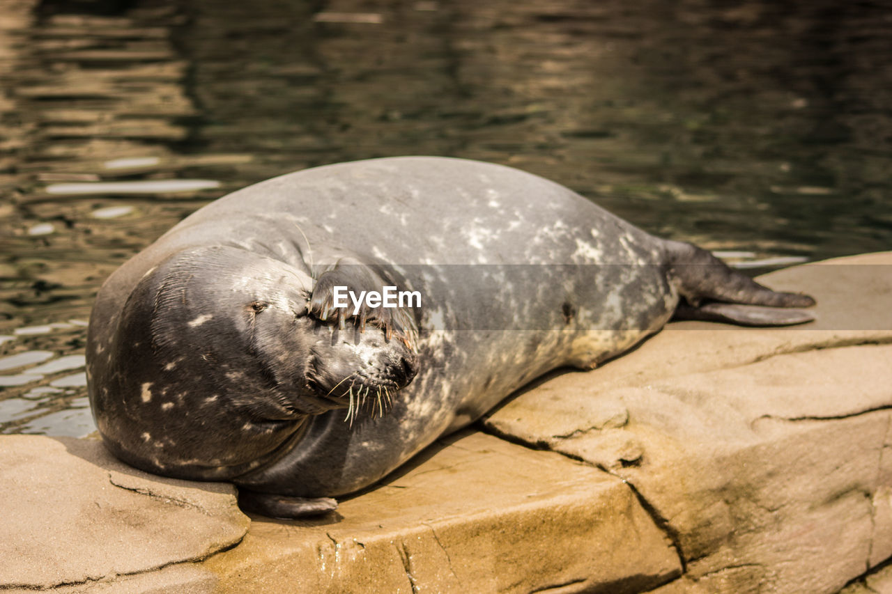 Close-up of sea lion lying at zoo