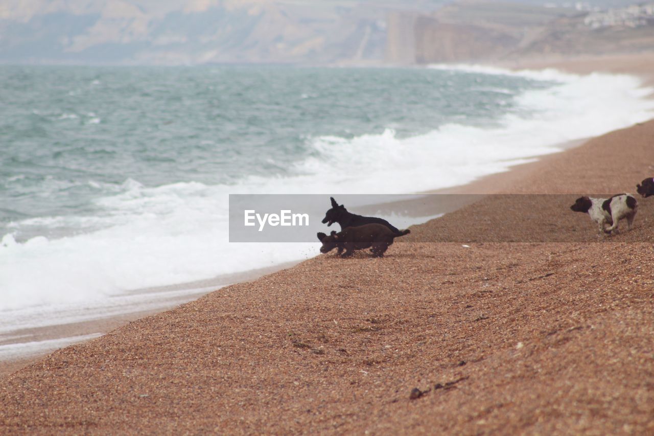 View of a dog on beach