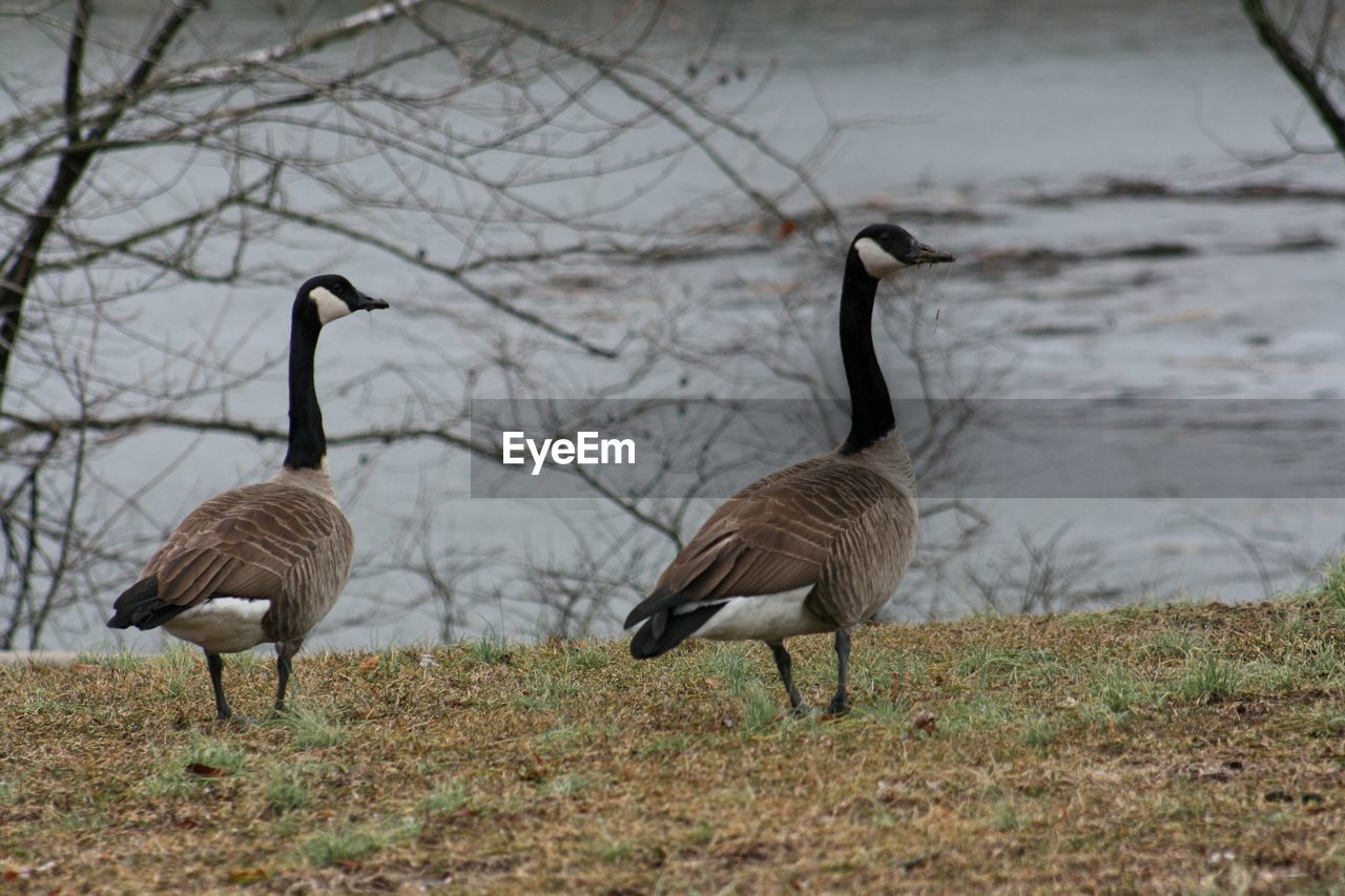 DUCKS IN A LAKE
