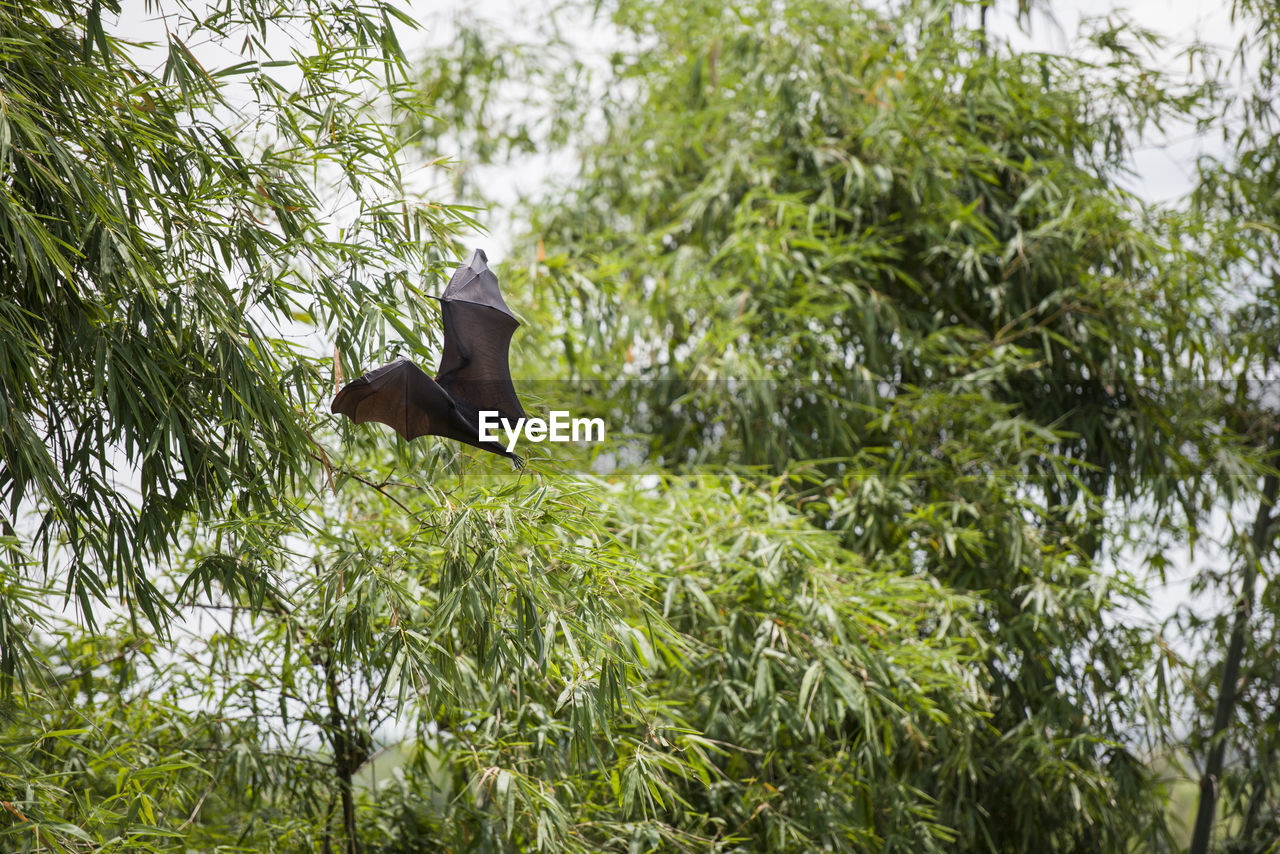 BIRD FLYING BY TREE