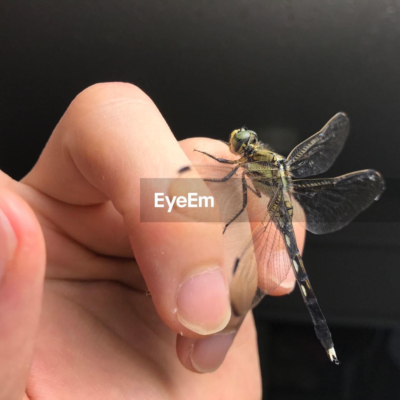 Close-up of dragonfly on hand