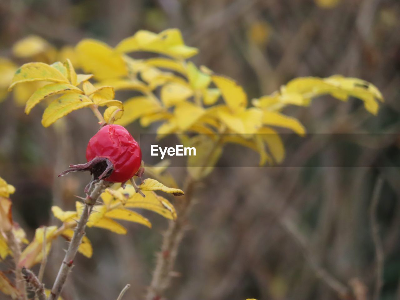 flower, yellow, plant, animal themes, animal wildlife, animal, nature, bird, flowering plant, beauty in nature, autumn, wildlife, leaf, tree, one animal, red, no people, outdoors, wildflower, focus on foreground, macro photography, close-up, branch, multi colored, plant part, day, environment, perching, freshness, food