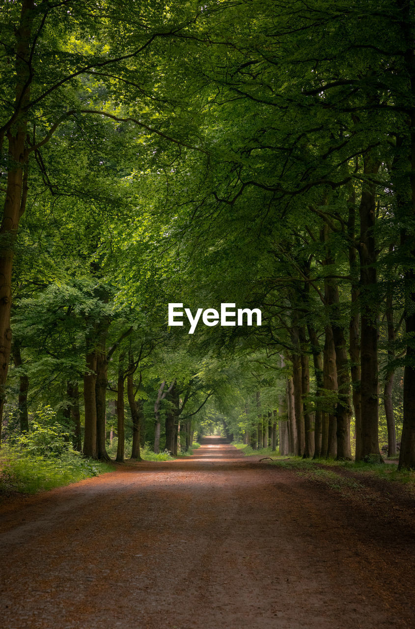 ROAD IN FOREST