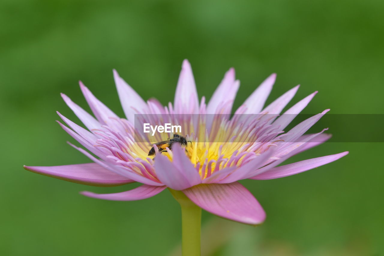 CLOSE-UP OF INSECT POLLINATING ON PURPLE FLOWER