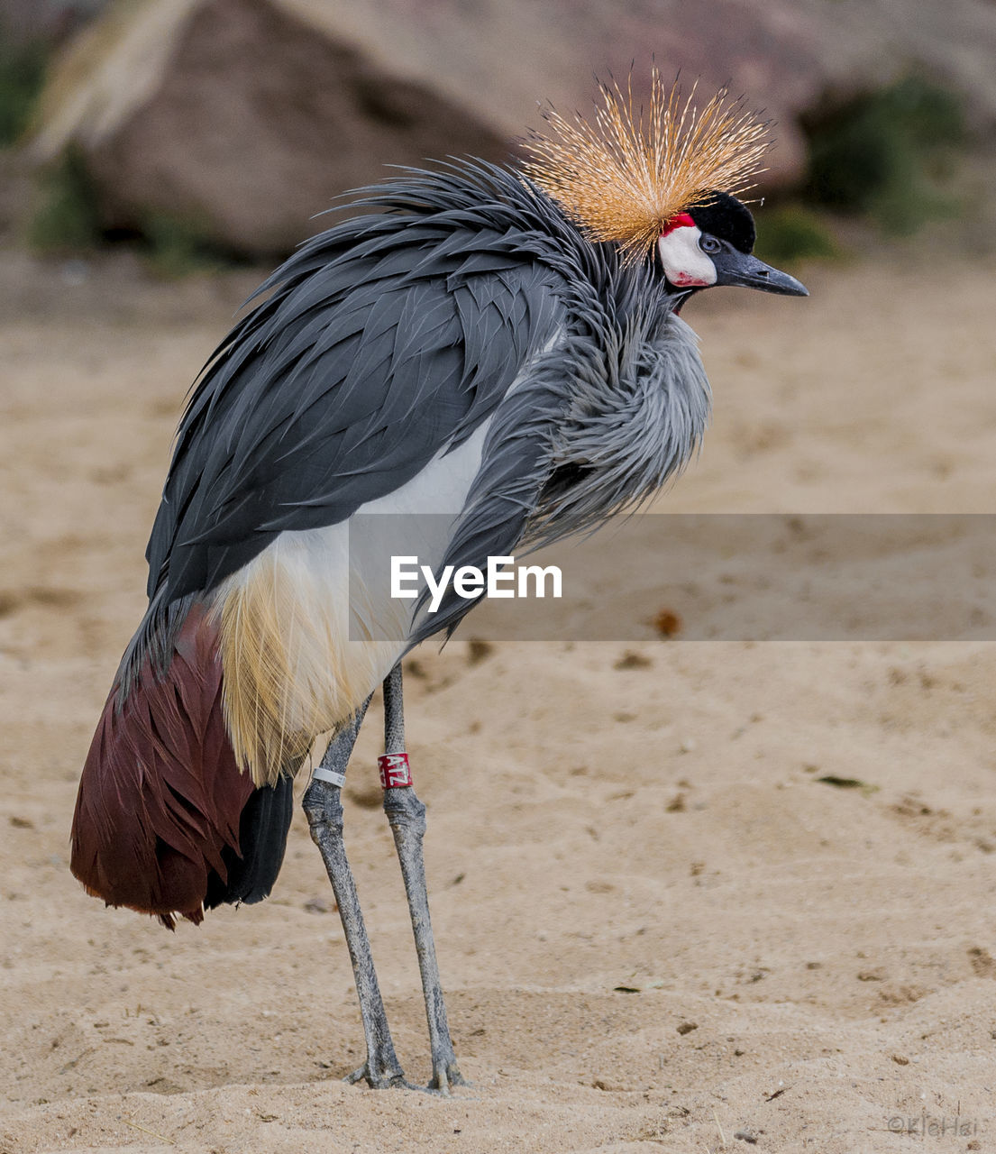 CLOSE-UP OF A BIRD ON FIELD