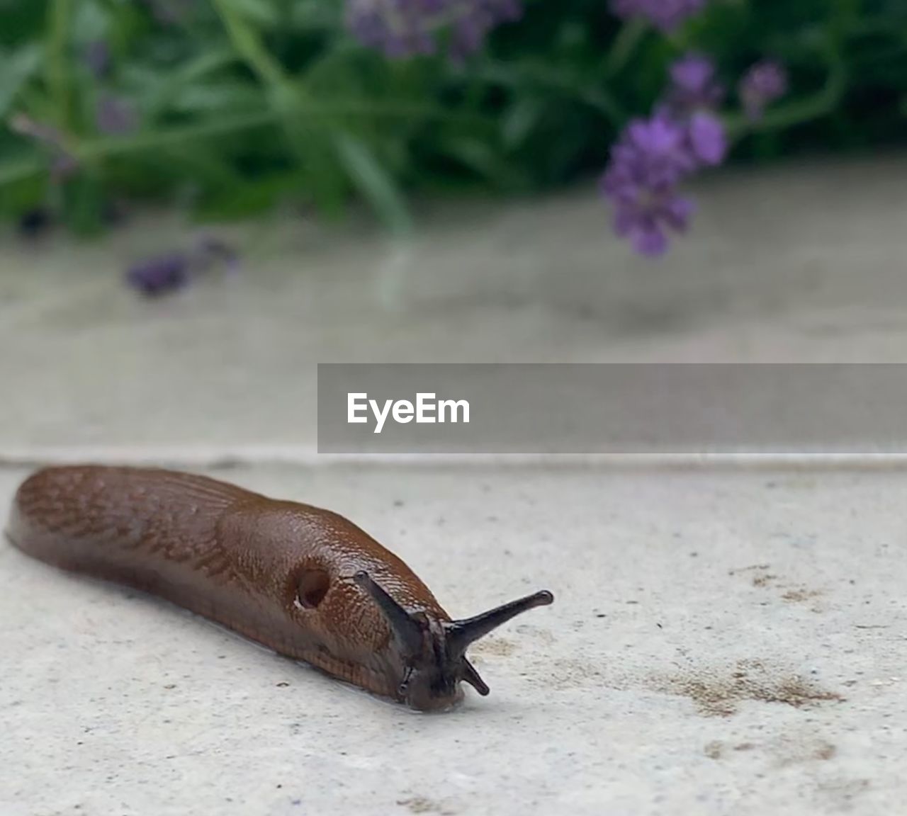 CLOSE-UP OF SNAIL ON WHITE WALL