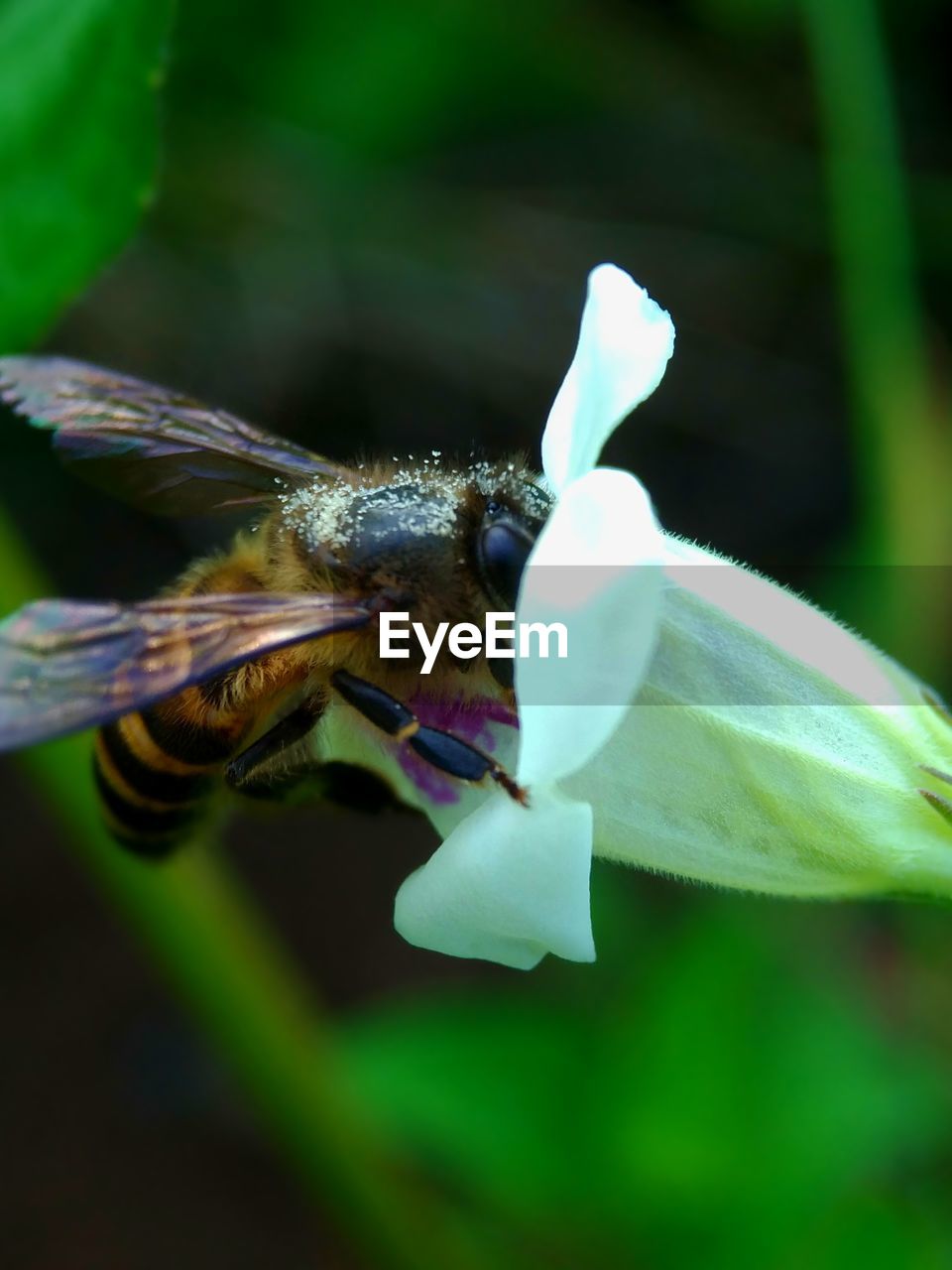 CLOSE-UP OF HONEY BEE FLYING