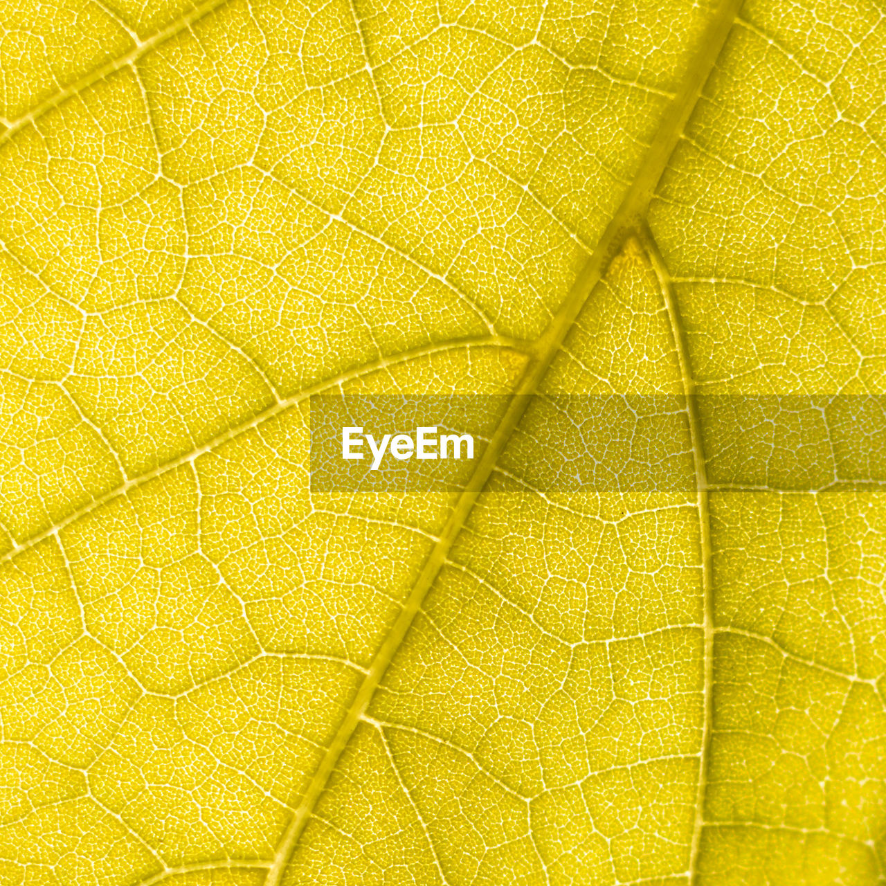FULL FRAME OF YELLOW LEAF