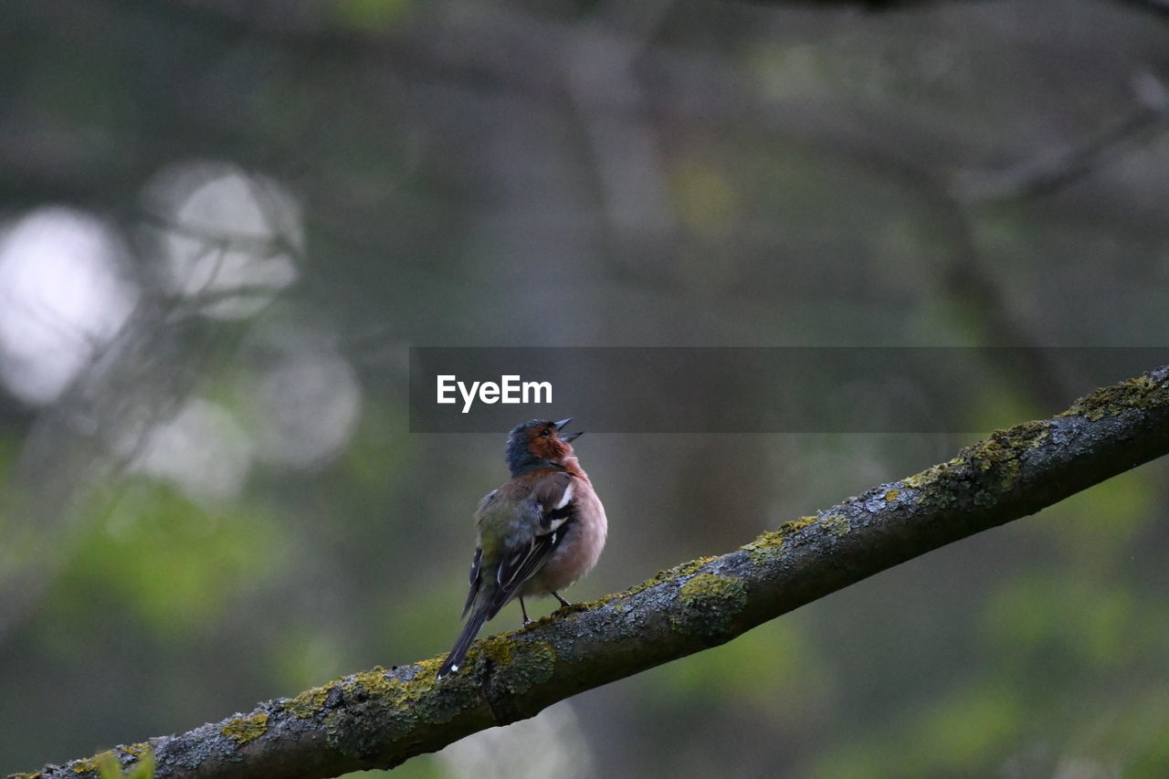 CLOSE-UP OF BIRD PERCHING ON A BRANCH