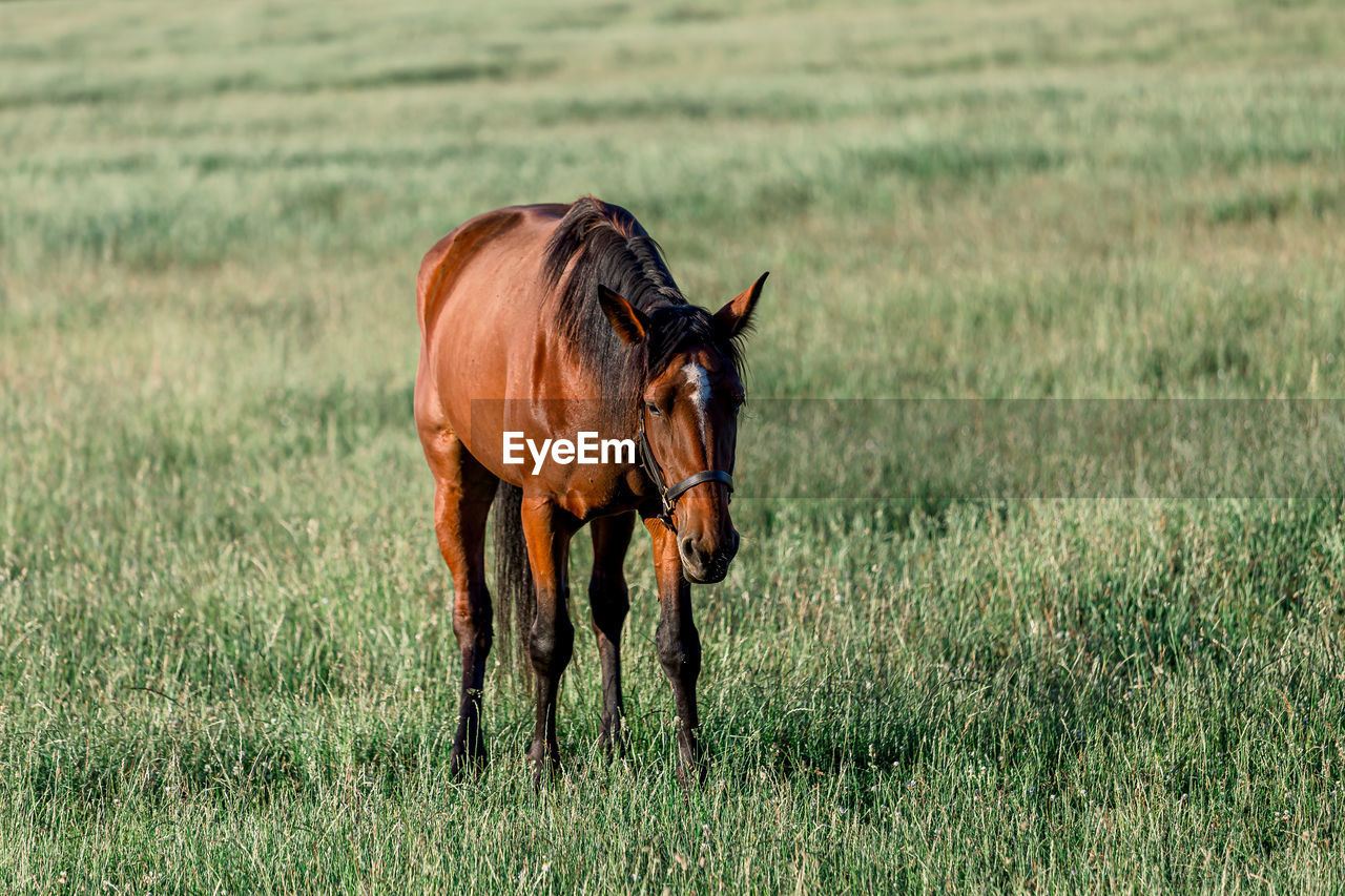 Horse standing in a field