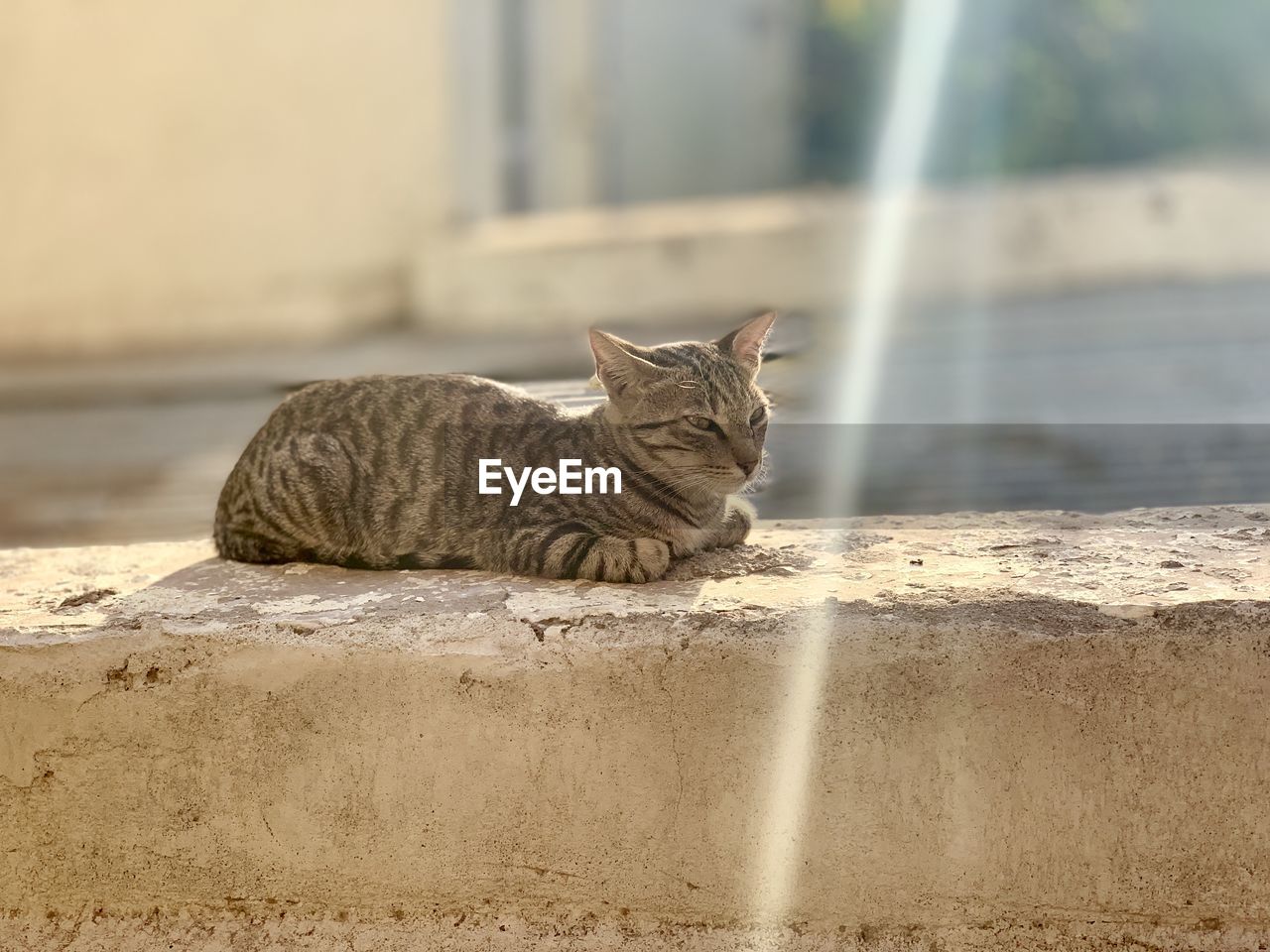 portrait of cat sitting on retaining wall