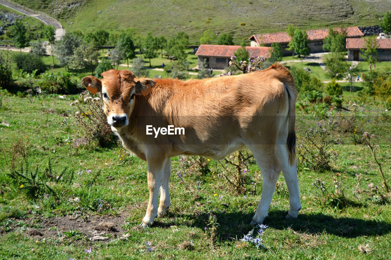 Cow standing on grassy field against mountains