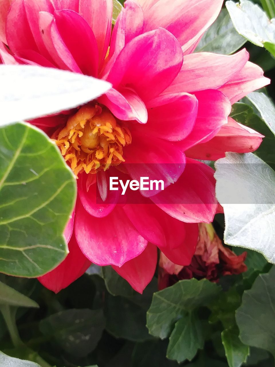 CLOSE-UP OF PINK FLOWER PLANT