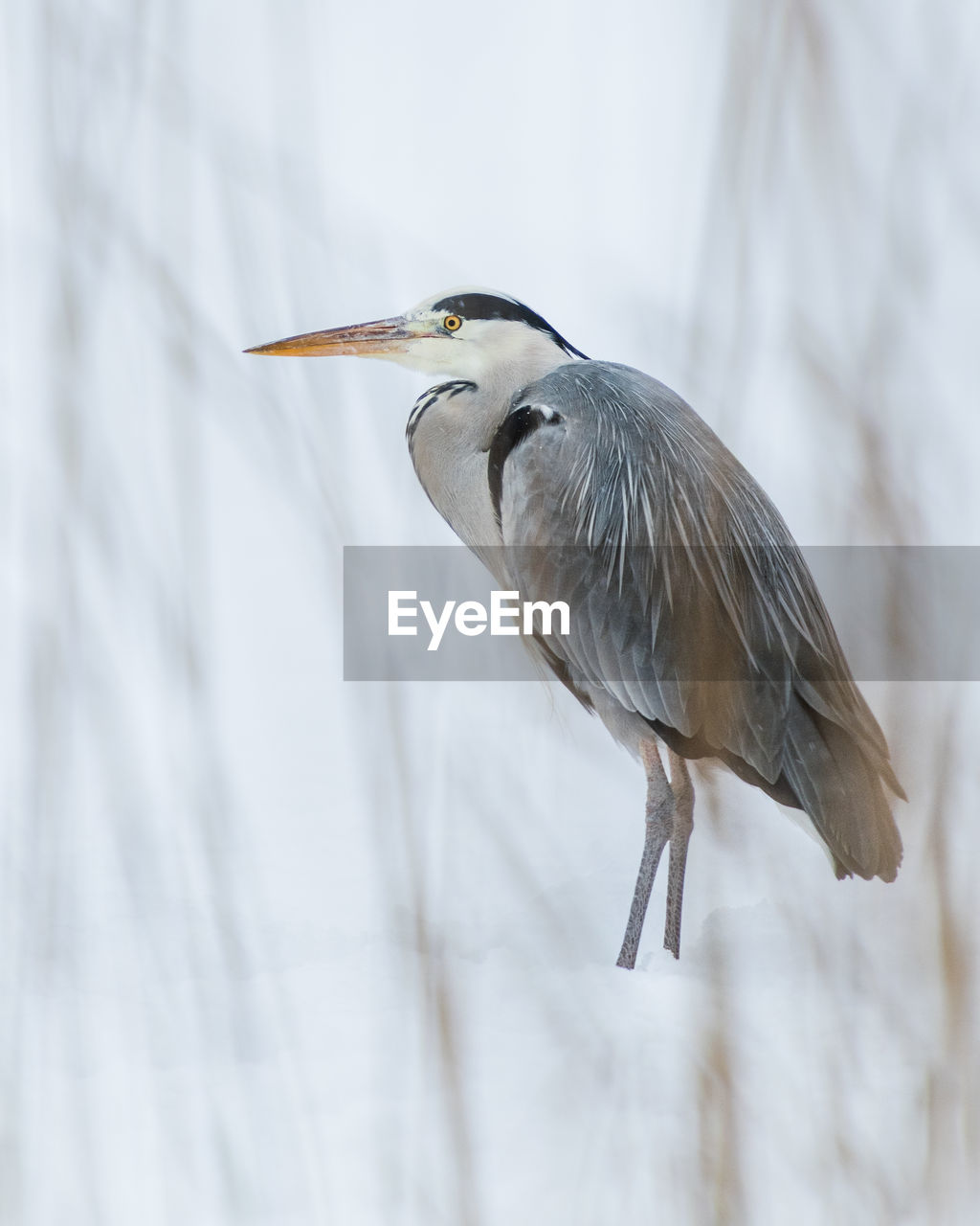 Side view of gray heron in winter