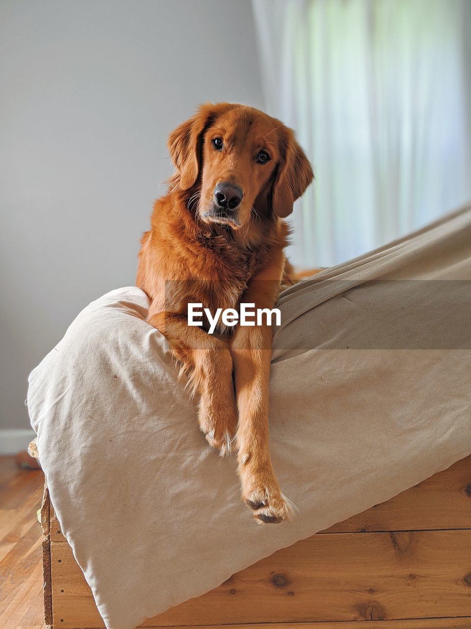 PORTRAIT OF DOG LOOKING AWAY WHILE SITTING ON FLOOR