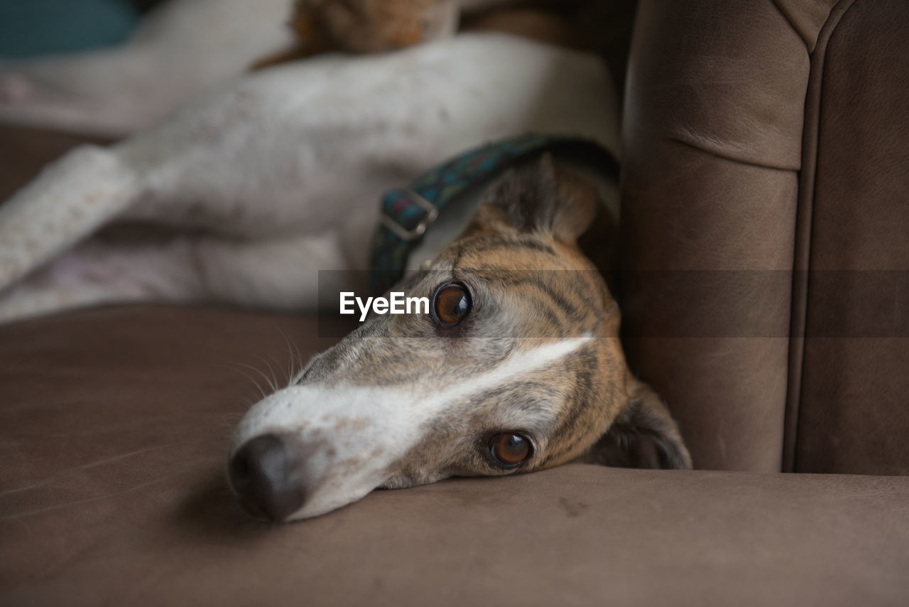 Adorable dog, pet greyhound, looks directly at camera with her big brown eyes. selective focus face