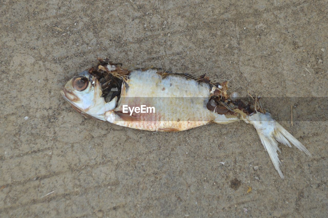 HIGH ANGLE VIEW OF DEAD FISH ON SAND