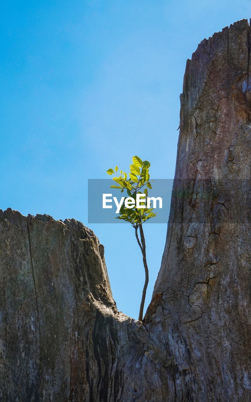 CLOSE-UP OF TREE AGAINST CLEAR BLUE SKY