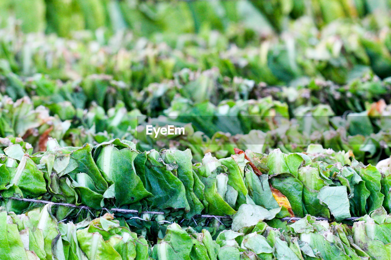 CLOSE-UP OF GREEN PLANTS