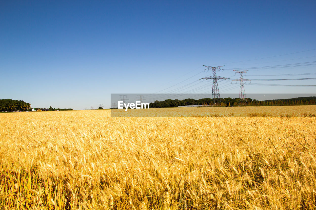 FIELD AGAINST CLEAR SKY