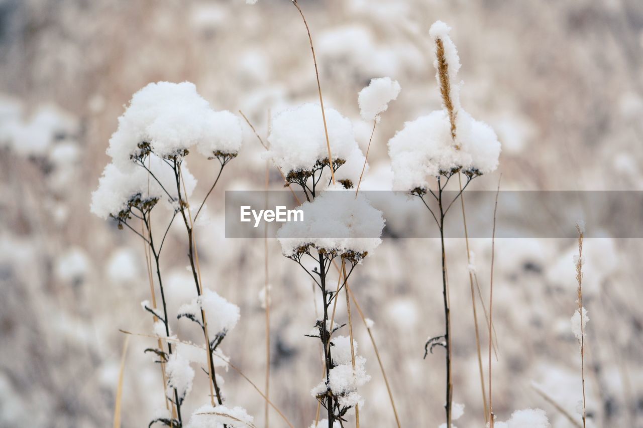 CLOSE-UP OF SNOW ON PLANTS