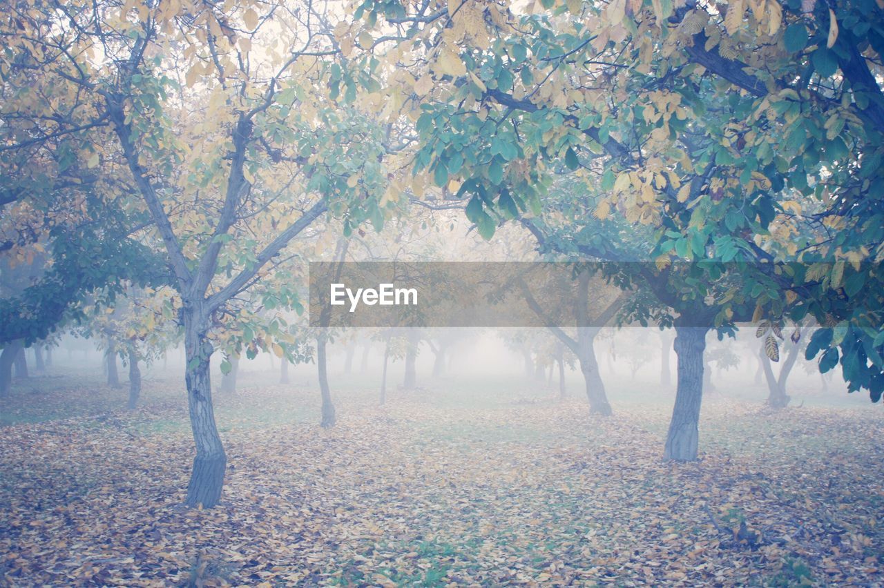 Trees on field in foggy weather