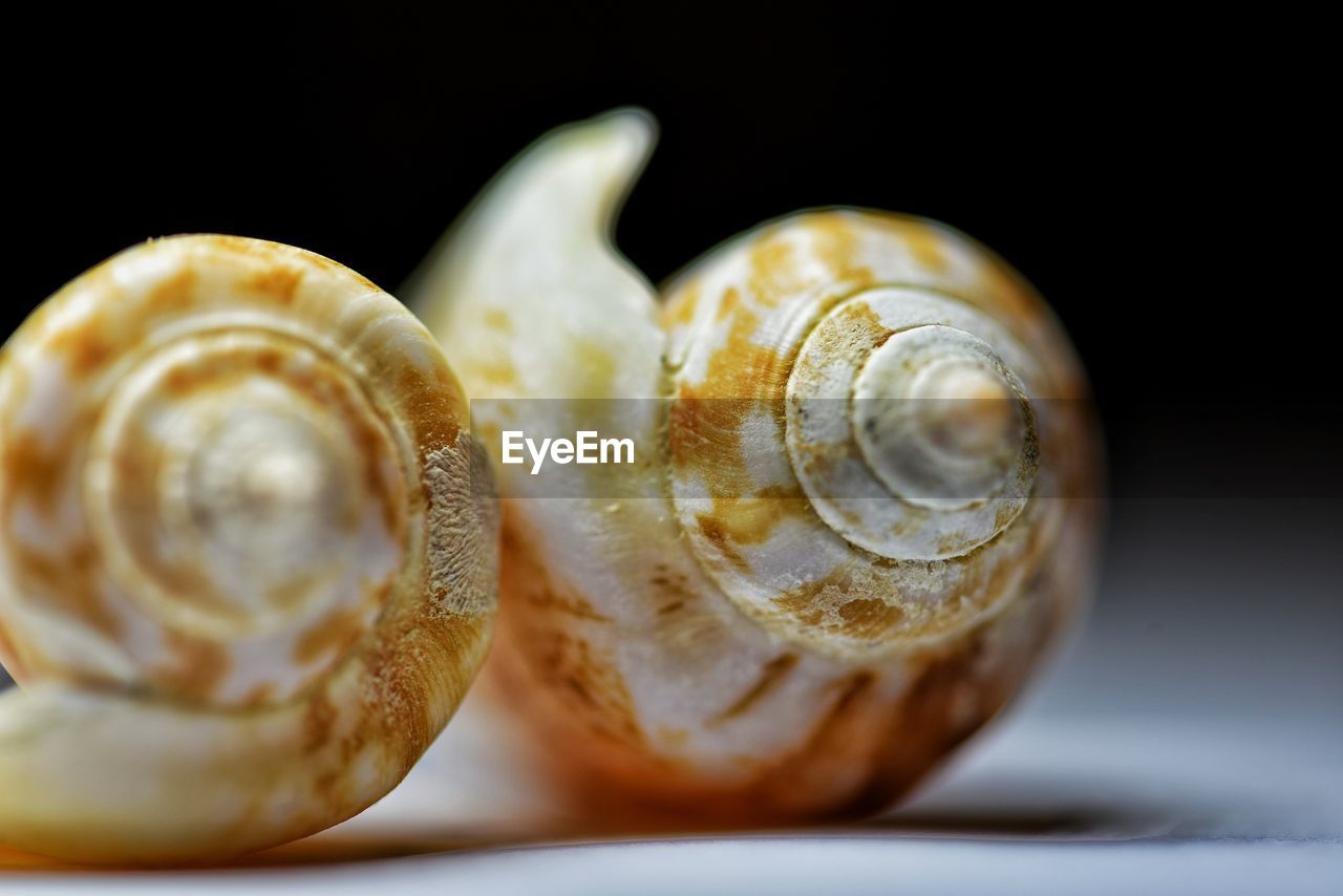 Close-up of snail