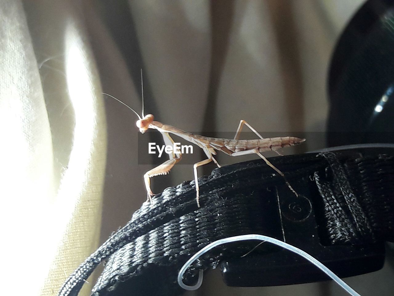 CLOSE-UP OF INSECT ON WALL