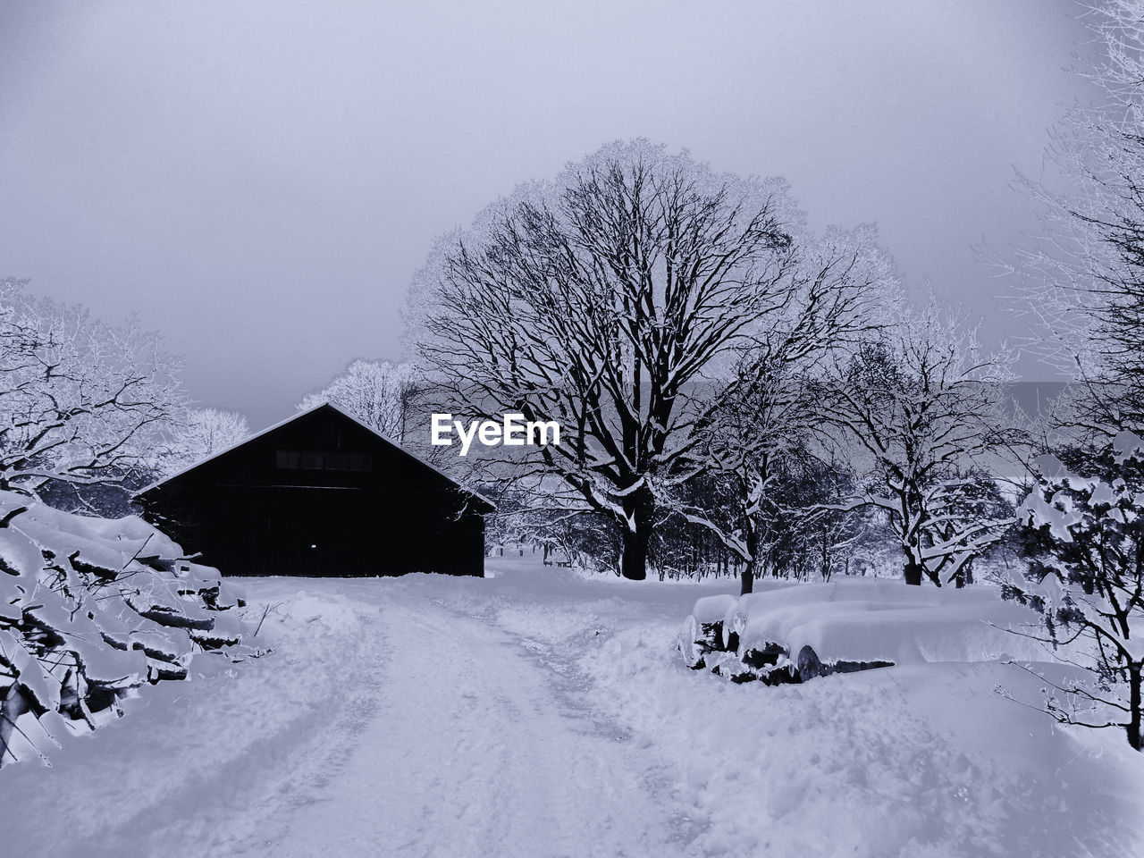 BARE TREES ON SNOW COVERED LANDSCAPE