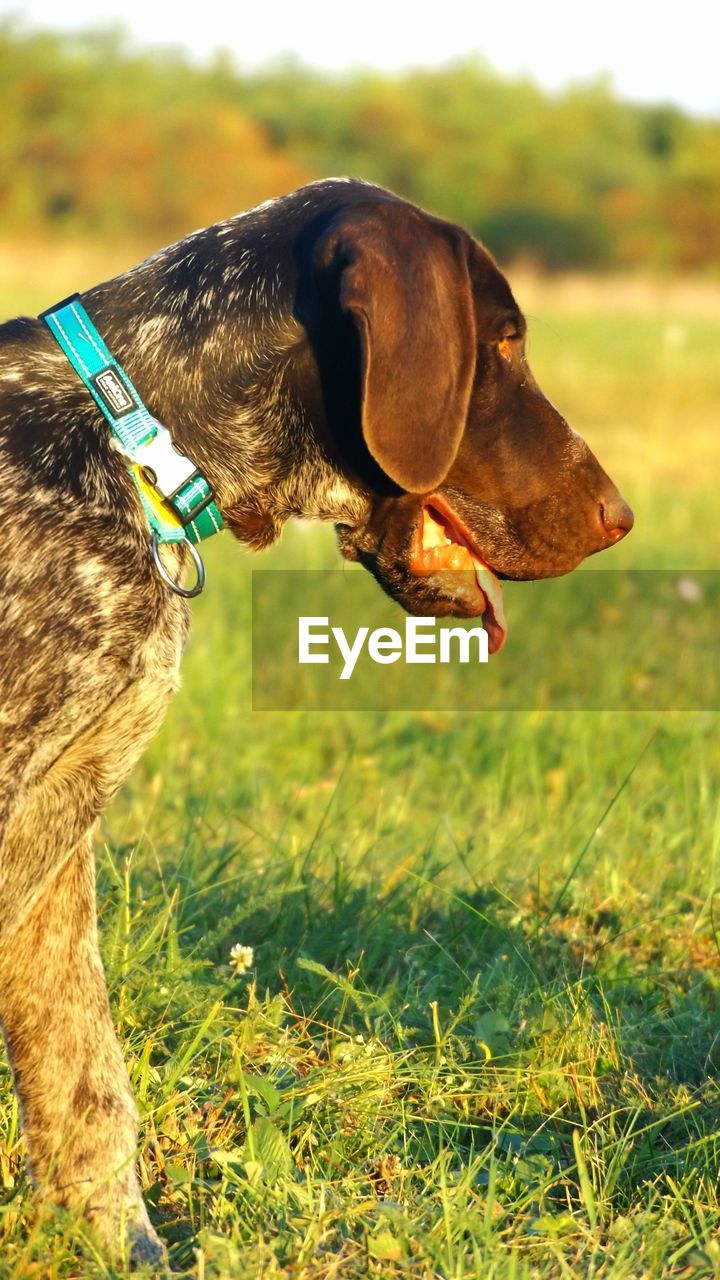 Close-up of dog on field