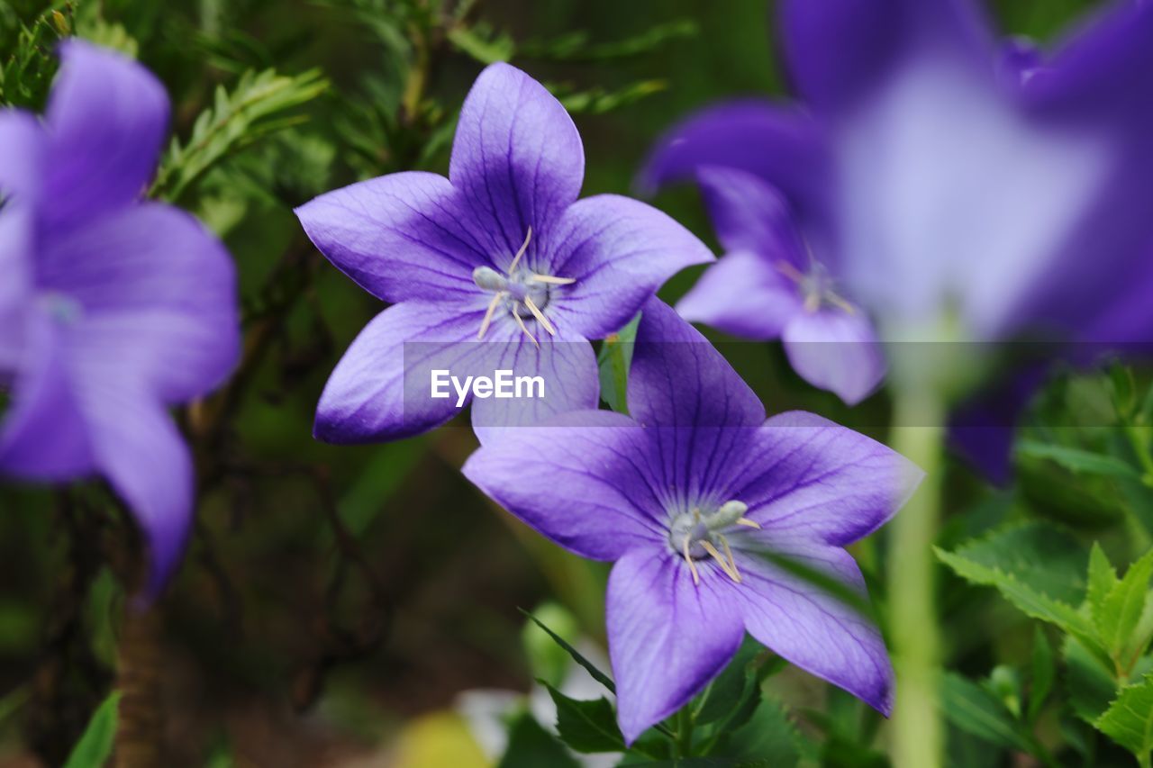 CLOSE-UP OF PURPLE FLOWER