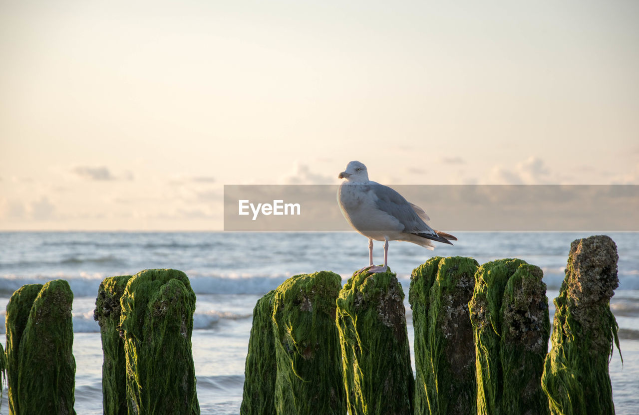 BIRD PERCHING ON WOODEN POST AT BEACH AGAINST SKY