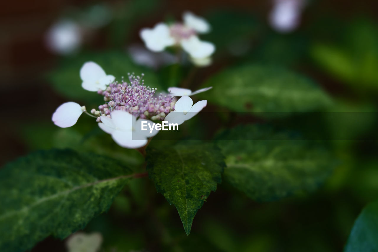 Pink hydrangea flower starting to open surrounded by green foliage
